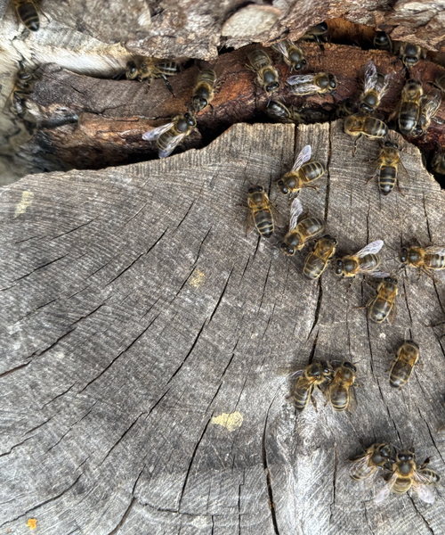 Dunkle Bienen an der Klotzbeute von Rainer Höft