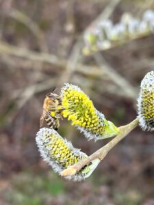 Die Dunkle an einer Weidenblüte